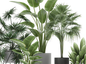 collection of decorative plants in flowerpots 756 3D Model