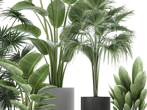 collection of decorative plants in flowerpots 756 3D Model