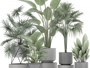 collection of decorative plants in flowerpots 756 3D Model