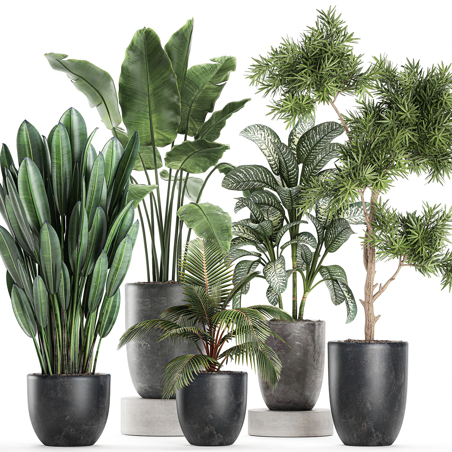 collection of decorative plants in flowerpots 756 3D Model .c4d .max .obj .3ds .fbx .stl .blend 