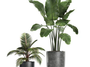 collection of decorative plants in flowerpots 756 3D Model
