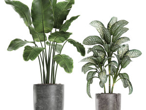collection of decorative plants in flowerpots 756 3D 模型