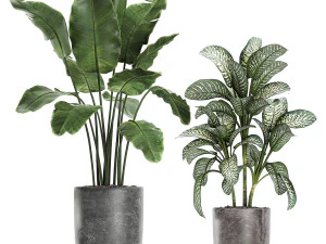 collection of decorative plants in flowerpots 756 3D Model