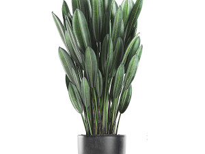 collection of decorative plants in flowerpots 756 3D 模型