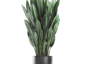 collection of decorative plants in flowerpots 756 3D Model