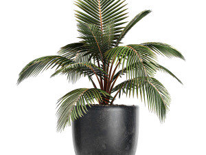 collection of decorative plants in flowerpots 756 3D 模型