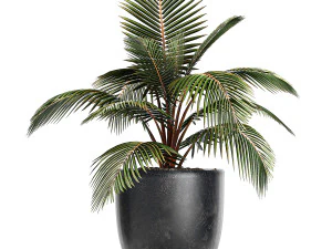collection of decorative plants in flowerpots 756 3D Model
