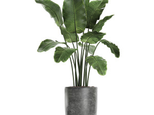 collection of decorative plants in flowerpots 756 3D 模型