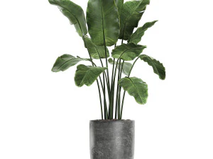 collection of decorative plants in flowerpots 756 3D Model