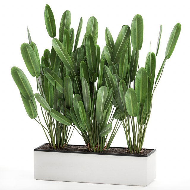 strelitzia in a pot for the interior 757 Modèle 3D .c4d .max .obj .3ds .fbx .stl .blend 