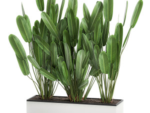 strelitzia in a pot for the interior 757 3D Model