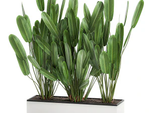 室内盆栽鹤望兰 757 3D 模型