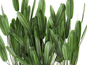 strelitzia in a pot for the interior 757 Modèle 3D