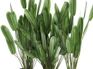 strelitzia in a pot for the interior 757 Modèle 3D