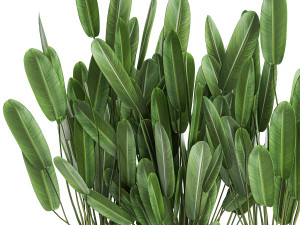 strelitzia in a pot for the interior 757 Modèle 3D