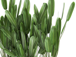 strelitzia in a pot for the interior 757 Modèle 3D