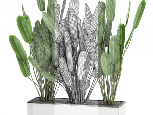 strelitzia in a pot for the interior 757 Modèle 3D