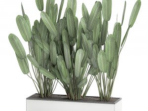 strelitzia in a pot for the interior 757 Modèle 3D
