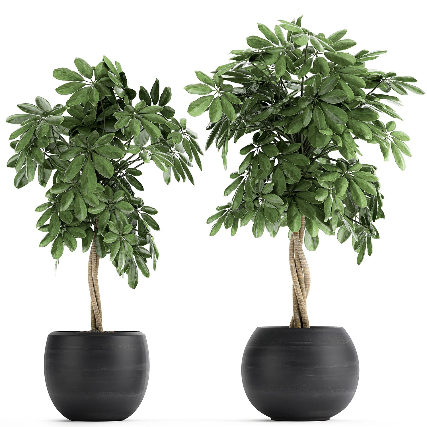 decorative schefflera in flowerpots 758 3D Model .c4d .max .obj .3ds .fbx .stl .blend