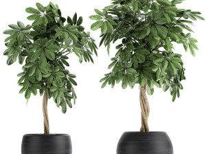 decorative schefflera in flowerpots 758 3D Model