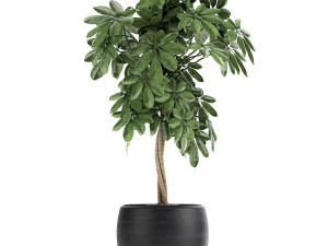 decorative schefflera in flowerpots 758 3Dモデル