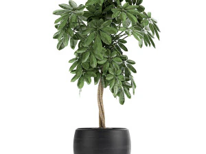 decorative schefflera in flowerpots 758 3D Model