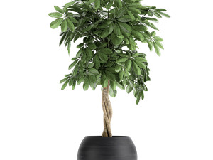 decorative schefflera in flowerpots 758 3Dモデル