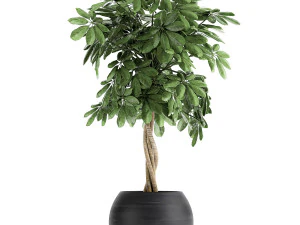 decorative schefflera in flowerpots 758 3D Model