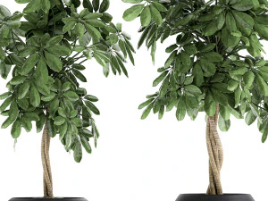 decorative schefflera in flowerpots 758 3D Model