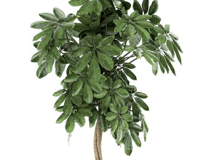 decorative schefflera in flowerpots 758 3D Model