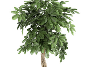 decorative schefflera in flowerpots 758 3Dモデル