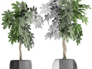decorative schefflera in flowerpots 758 3D Model