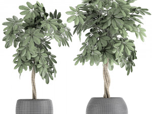 decorative schefflera in flowerpots 758 3Dモデル