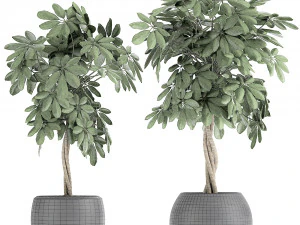 decorative schefflera in flowerpots 758 3D Model