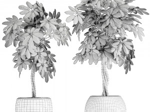 decorative schefflera in flowerpots 758 3Dモデル