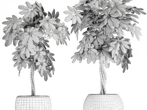 decorative schefflera in flowerpots 758 3D Model