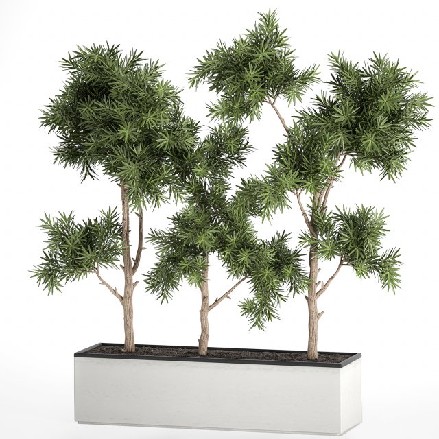 decorative trees in a white flowerpots 760 Modèle 3D .c4d .max .obj .3ds .fbx .stl .blend 