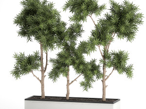 decorative trees in a white flowerpots 760 Model 3D