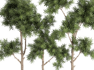 decorative trees in a white flowerpots 760 Modèle 3D