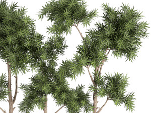 decorative trees in a white flowerpots 760 Modèle 3D