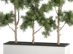 decorative trees in a white flowerpots 760 Modèle 3D