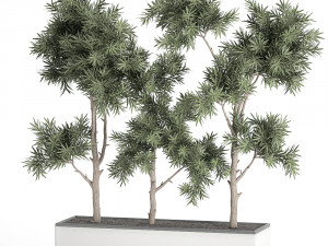 decorative trees in a white flowerpots 760 Modèle 3D