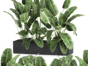 banana in a pot for the interior 760 Modelo 3D