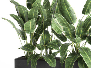 banana in a pot for the interior 760 3D मॉडल