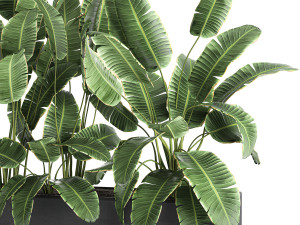 banana in a pot for the interior 760 3D मॉडल