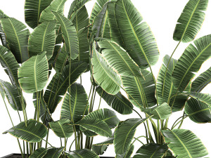 banana in a pot for the interior 760 3D मॉडल