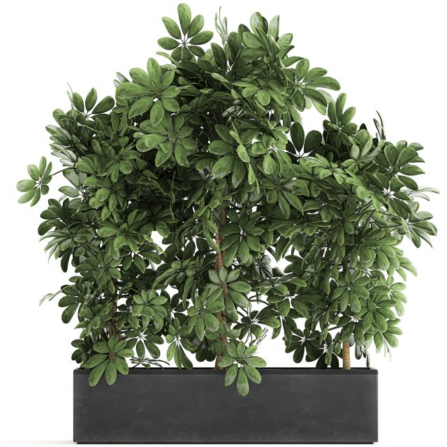 decorative schefflera in flowerpots 762 3D Model .c4d .max .obj .3ds .fbx .stl .blend 