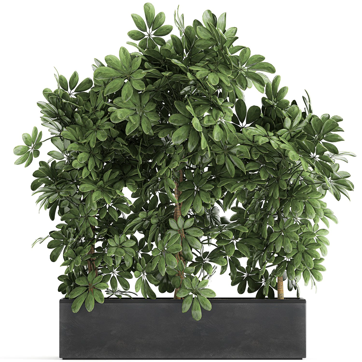 decorative schefflera in flowerpots 762 3D Model .c4d .max .obj .3ds .fbx .stl .blend