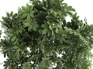 decorative schefflera in flowerpots 762 3D Model