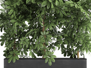 decorative schefflera in flowerpots 762 3D Model